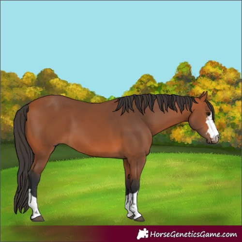 Horse Color:Unknown 