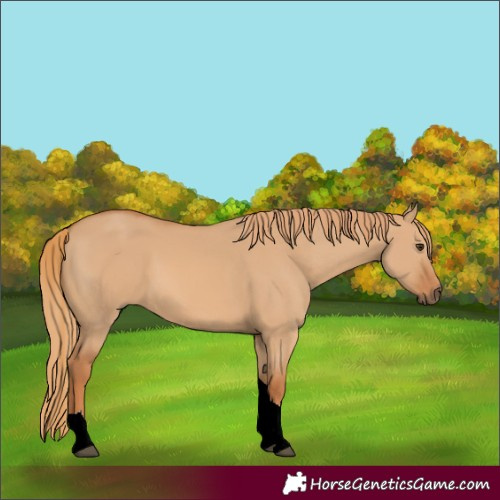 Horse Color:Unknown 
