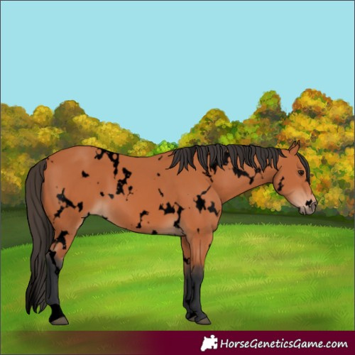 Horse Color:Unknown 