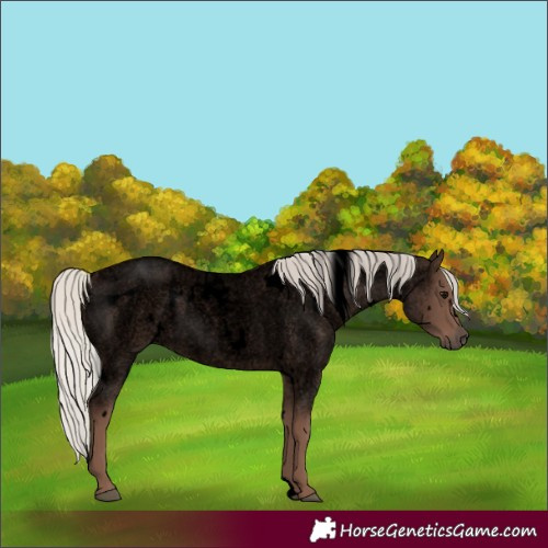 Horse Color:Void White Spotted Silver Blue Roan 