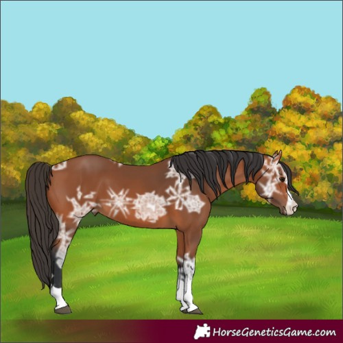 Horse Color:Bay Ice 