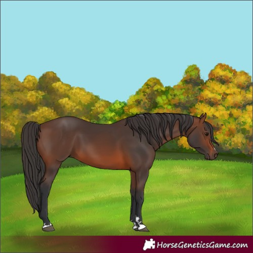 Horse Color:Unknown 