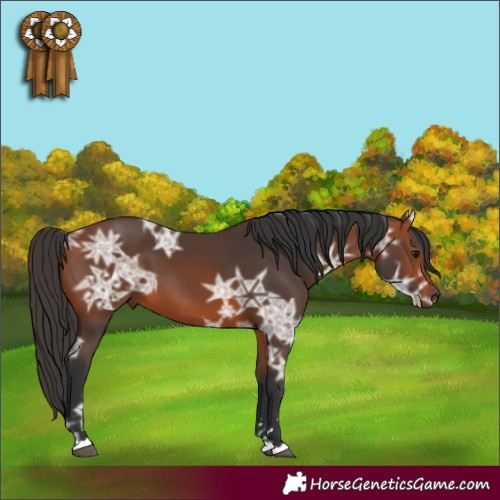 Horse Color:Bay Ice 