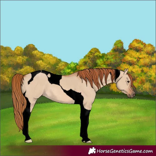 Horse Color:Unknown 
