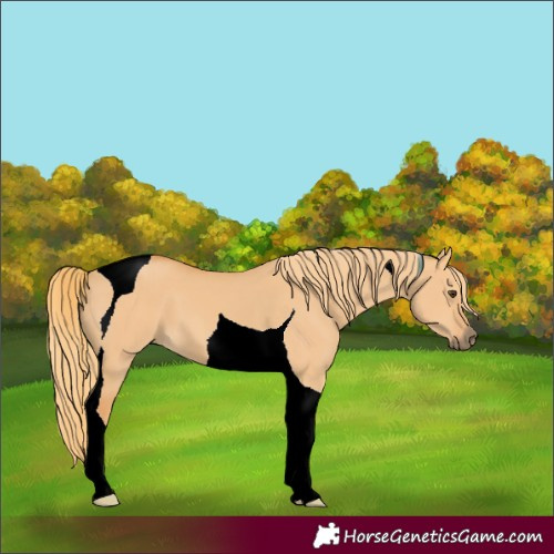 Horse Color:Unknown 