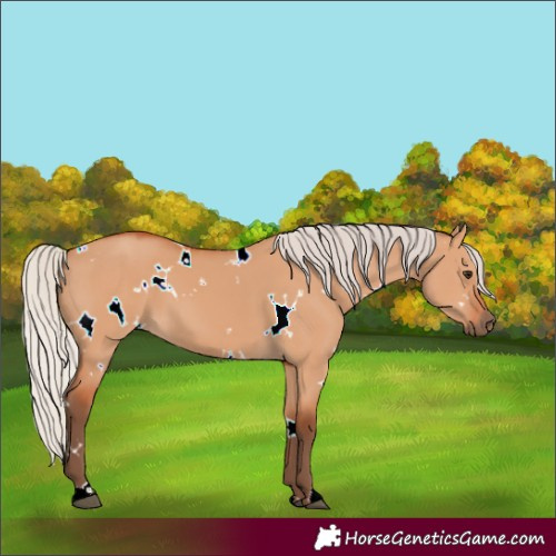 Horse Color:Unknown 