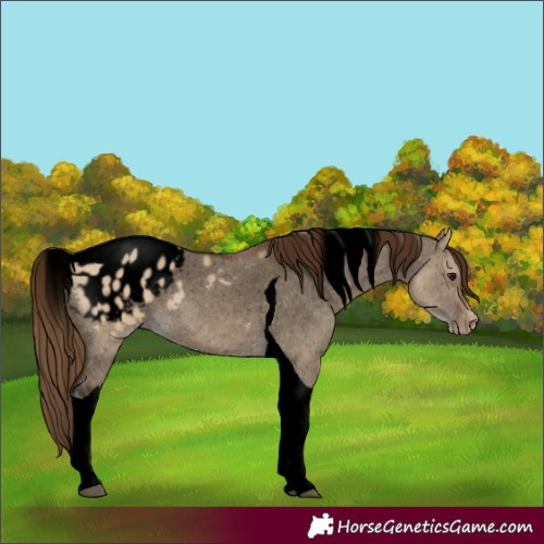 Horse Color:Unknown 