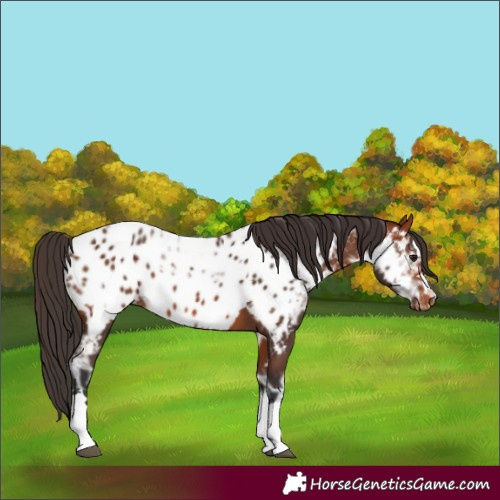 Horse Color:Unknown 