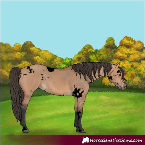 Horse Color:Unknown 