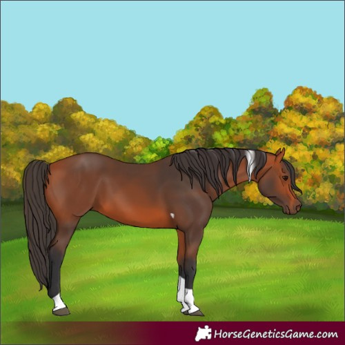 Horse Color:Unknown 