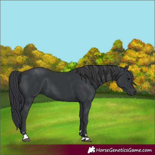 Horse Color:Unknown 