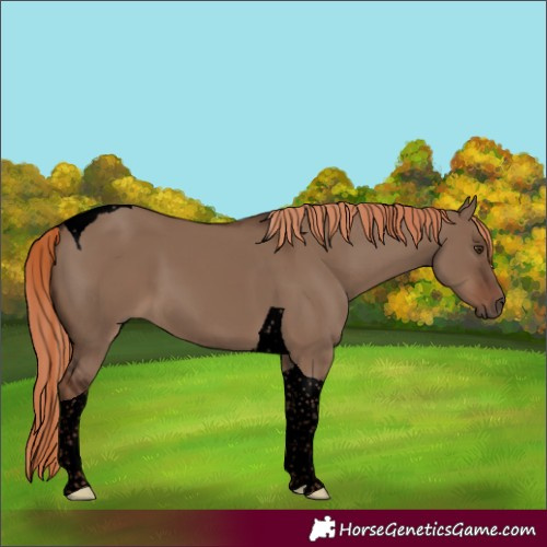 Horse Color:Unknown 