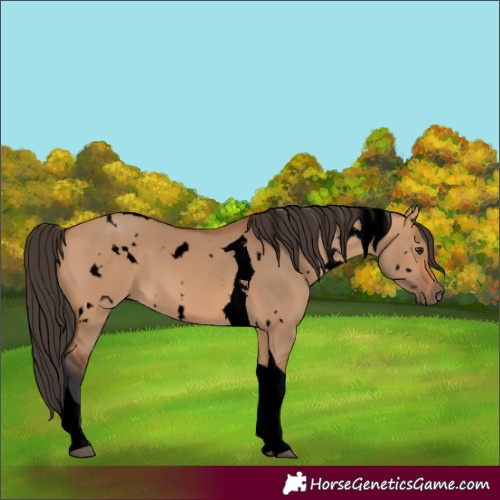 Horse Color:Unknown 