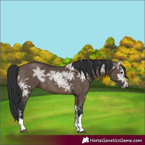 Horse Color:Brown Ice Dun Rabicano 