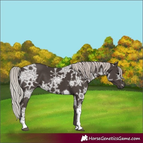 Horse Color:Silver Black Ice Tobiano 