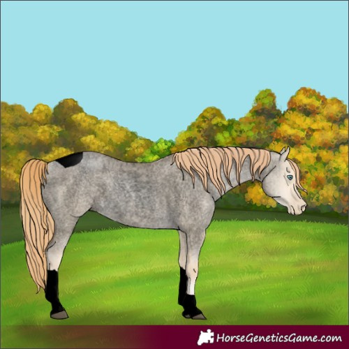 Horse Color:Unknown 