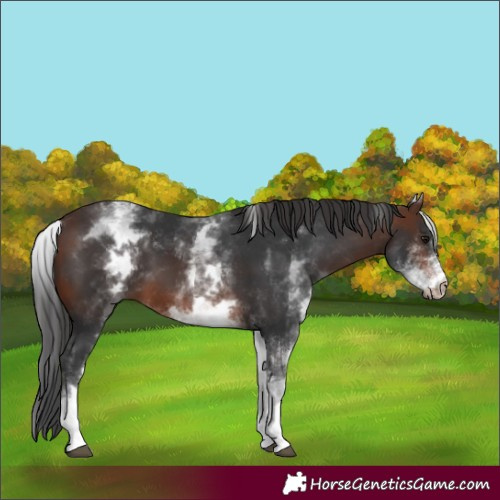 Horse Color:Unknown 
