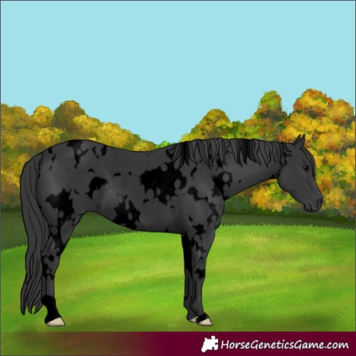 Horse Color:Void White Spotted Black Rabicano 