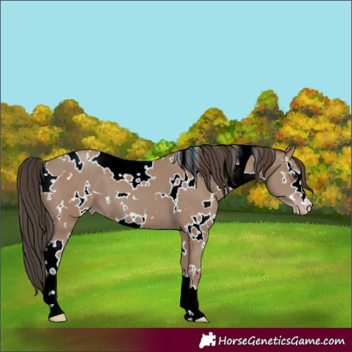 Horse Color:White Spotted Classic Champagne 