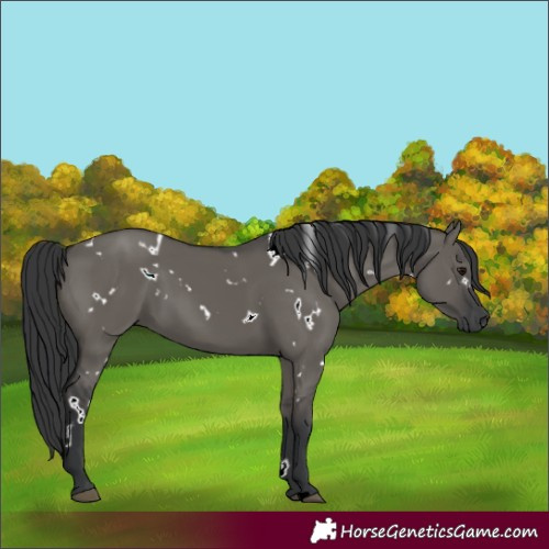 Horse Color:Unknown 