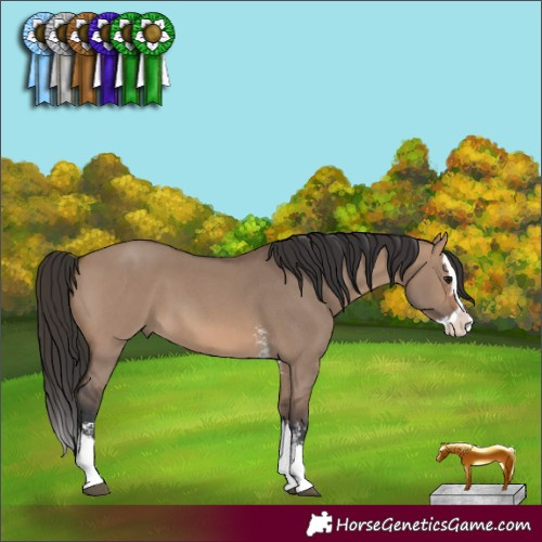 Horse Color:Brown Dun Sabino Splash 