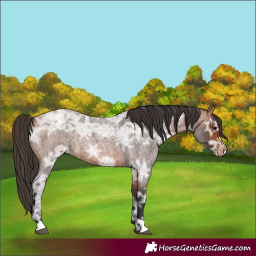 Horse Color:Bay Ice Roan Appaloosa Rabicano 