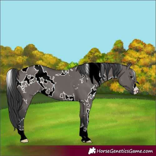 Horse Color:Unknown 