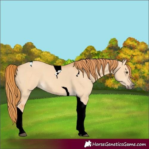 Horse Color:Unknown 