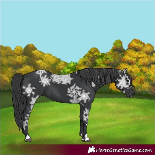 Horse Color:Black Ice 