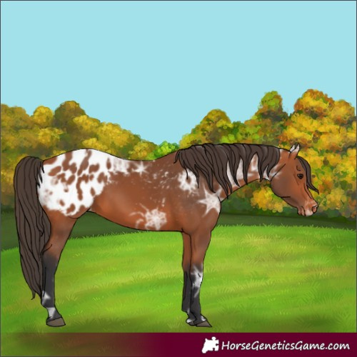 Horse Color:Bay Ice Appaloosa 