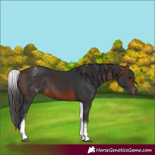 Horse Color:Unknown 