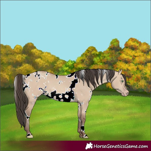 Horse Color:Unknown 