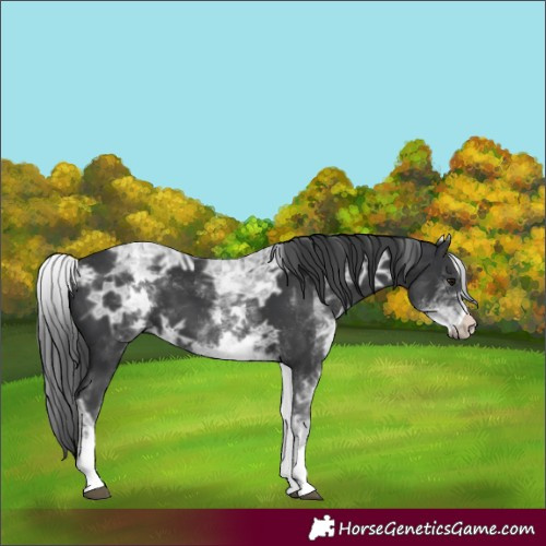 Horse Color:White Spotted Black Ice 