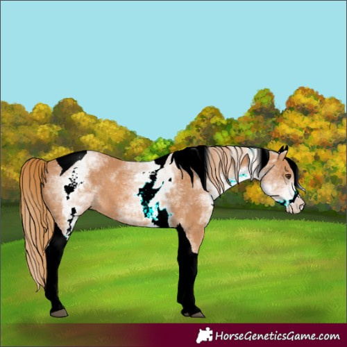 Horse Color:Unknown 