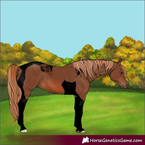 Horse Color:Unknown 