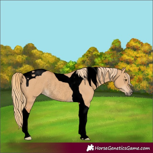 Horse Color:Unknown 