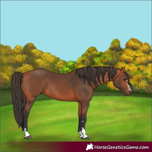 Horse Color:Unknown 