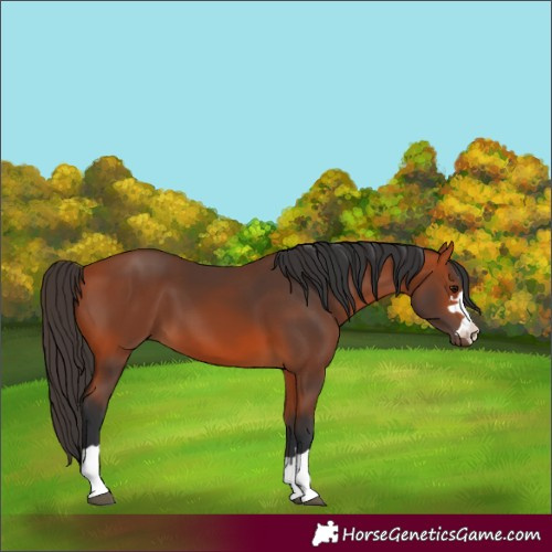 Horse Color:Unknown 
