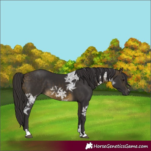 Horse Color:Buckskin Ice 