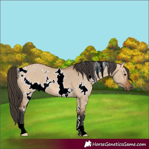 Horse Color:White Spotted Bay Dun 