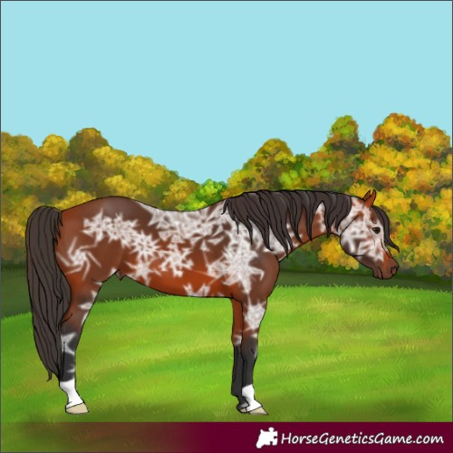 Horse Color:Bay Ice 