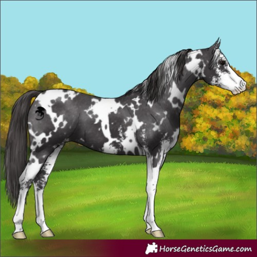 Horse Color:White Spotted Smoky Black Sabino Varnish