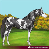 Horse Color:White Spotted Smoky Black Sabino Varnish 