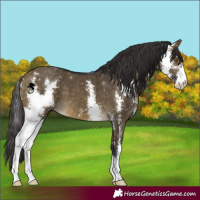 Horse Color:Buckskin Dun Sabino 