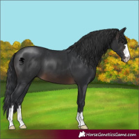 Horse Color:Brown 