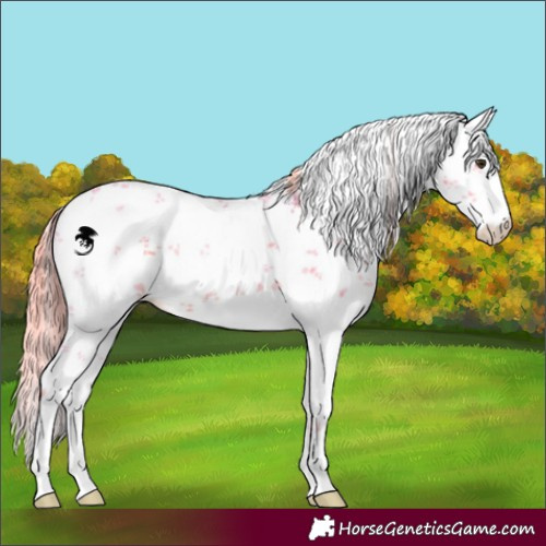 Horse Color:Watercolor White Spotted Liver Chestnut Sabino Rabicano 