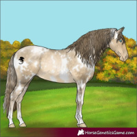 Horse Color:White Spotted Buckskin Pearl 