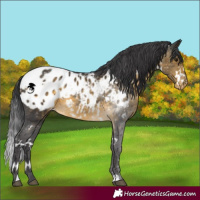 Horse Color:White Spotted Buckskin Blanket 