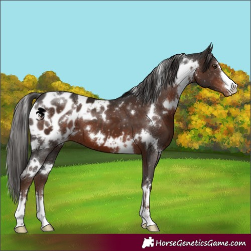 Horse Color:White Spotted Liver Chestnut Blanket