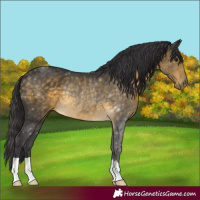 Horse Color:Buckskin Rabicano 